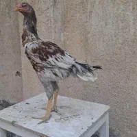 مرغ لاری|حیوانات مزرعه|مشهد, کوه سنگی|دیوار