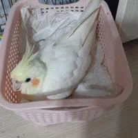 عروس هلندی|پرنده|شیراز, شهرک فرهنگیان|دیوار