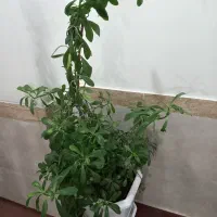 گل فروشی|گل و گیاه طبیعی|سروآباد, |دیوار
