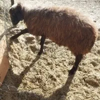 یک عدد بره نر برای قربانی نزی خوبع