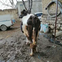 گاو جوان ابستن