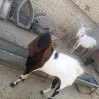 بز‌نر|حیوانات مزرعه|نهاوند, |دیوار
