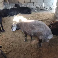 بره نر ۸عدد