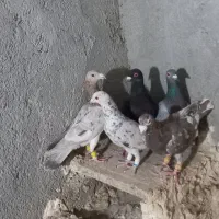 کبوتررنگی وهفترنگ