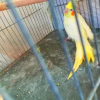 یه جفت عروس لوتیتو مولد جوان.دستی|پرنده|مینودشت, |دیوار