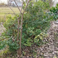 درخت دو و سه ساله