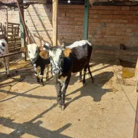 گاو با گوساله|حیوانات مزرعه|گرگان, |دیوار