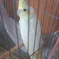 عروس هلندی ماده