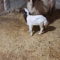 گوسفند میش بره