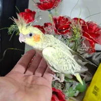 جوجه عروس هلندی رام و با کیفیت بالا|پرنده|کرمان, |دیوار