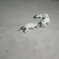 توله پا کوتاه