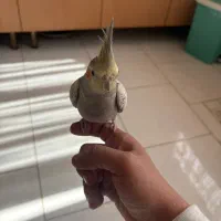 عروس هلندی|پرنده|بومهن, |دیوار