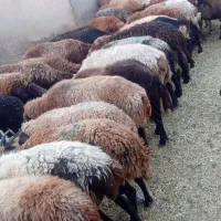 میش افشاری آبستن