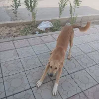 سگ نگهبانی