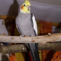 عروس هلندی گمشده