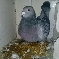 کبوترپلاکیدوخت|پرنده|کوهرنگ, |دیوار