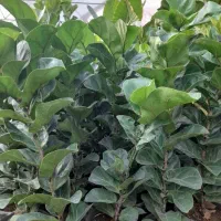 فیکوس لیراتا مینیاتوری|گل و گیاه طبیعی|اصفهان, ملاصدرا|دیوار