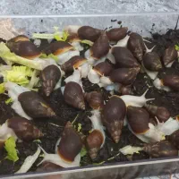 هلزون اچاتینا فولیکاجید