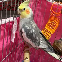 عروس هلندی|پرنده|ری, دیلمان|دیوار