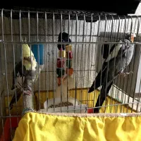 عروس هلندی مولد