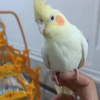 ساعت وعروس هلندی