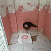 بوقلمون ماده