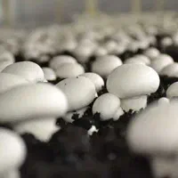 کارگر ساده آقا (مزرعه پرورش قارچ)