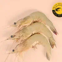 فروش میگو  برای صادرات و بازار داخل