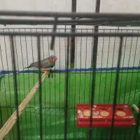 فنچ زبرا نر