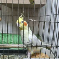 جفت عروس