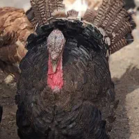 بوقلمون خومالی