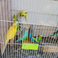 مرغ عشق