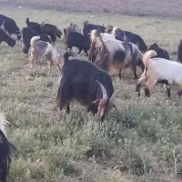 چپش چاق