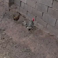 دم چتری انگلیسی و میناطوری|پرنده|زیرکوه, |دیوار