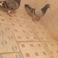 پرنده