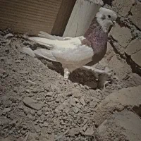 کفتر یا کبوتر طوقی|پرنده|الوند, |دیوار