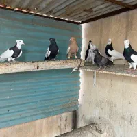 رنگی شهرستانی|پرنده|اهواز, امانیه|دیوار