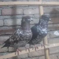 کبوتر تکپر قاره کاکل