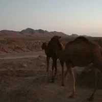 شتر فروشی|حیوانات مزرعه|سرایان, |دیوار