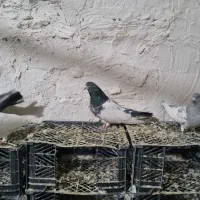 کبوتر کله دار