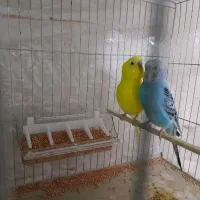 ۵ جفت مرغ عشق مولد