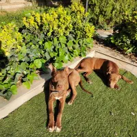 توله سگ پیتبول Pitbull (شکلاتی و نخودی )