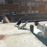 سلام یک چفت کبوتر به فروش میرسد