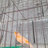 4تا قناری نر مست شلاغی و یه ماده مست ابپخش|پرنده|بوشهر, |دیوار