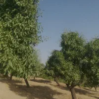 2000 متر باغ بادام(نقد یا معاوضه با ماشین)|فروش زمین و ملک کلنگی|سامان, |دیوار