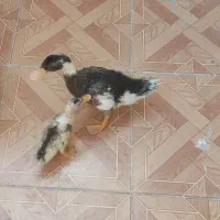 اردک به همراه جوجه اردک