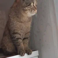 گربه بریتیش نر ۲سال و ۵ ماهه عقیم شده|گربه|تهران, شهرک شهرداری|دیوار