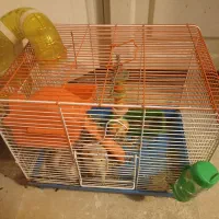 دو تا همستر شیطون و بازیگوش