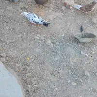 ۴عدد کبوتر|پرنده|ملکان, |دیوار