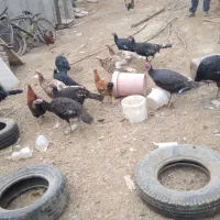 بقلمون|حیوانات مزرعه|جوادآباد, |دیوار